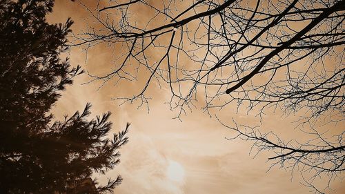 Low angle view of bare trees against sky