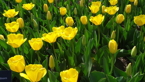 Close-up of yellow daffodil flowers in field