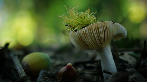 Close-up of mushroom growing on field