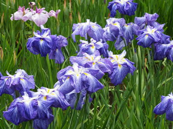 Close-up of purple iris flowers on field