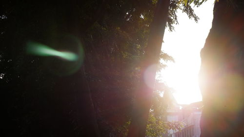 Sunlight streaming through trees in forest