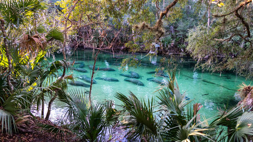 High angle view of trees by lake in forest