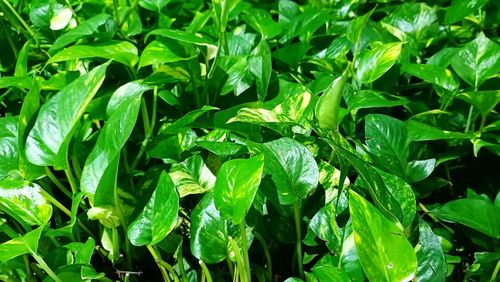 Full frame shot of plants