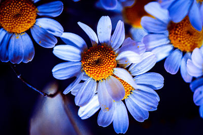 Close-up of purple flowering plants
