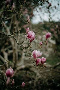 Close-up of pink flowering plant