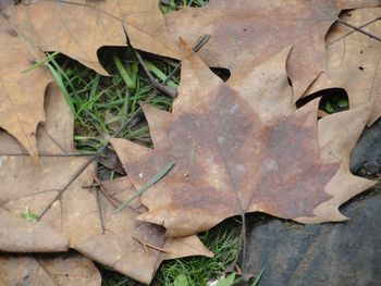 Close-up of leaves