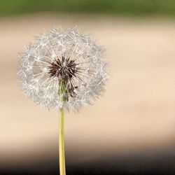 Close-up of dandelion flower