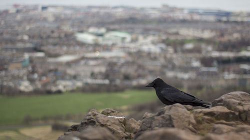 Side view of black bird perching on rock