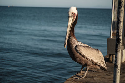 Close-up of bird perching by sea