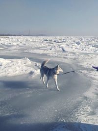 Dog on snow covered land