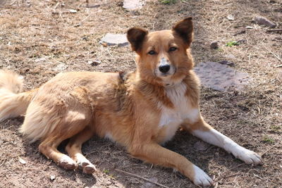 Portrait of dog sitting on field