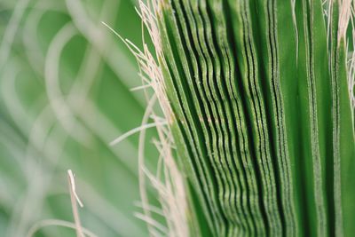 Palm with perfect folds ready to open out into a new leaf