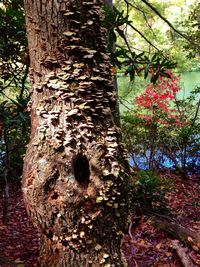 Trees in forest