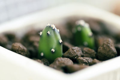 Close-up of succulent plant