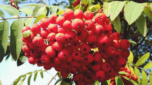 Close-up of red berries growing on tree