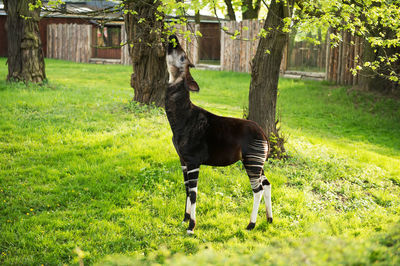 Dog standing in a field