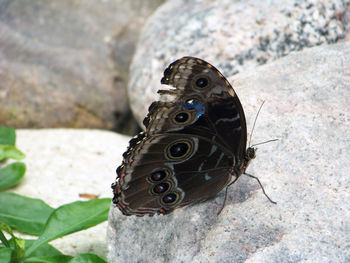 Close-up of butterfly on leaf