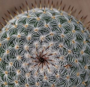 Close-up of cactus in potted plant