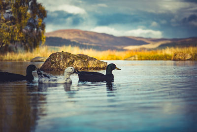 Duck swimming in lake against sky during sunset