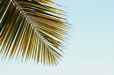 Low angle view of palm tree against clear sky