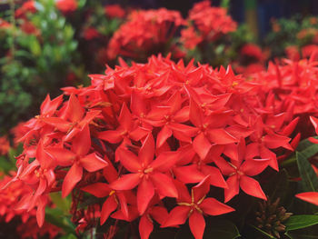 Close-up of pink flowering plant