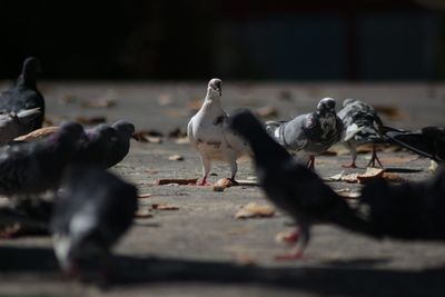 Close-up of birds eating