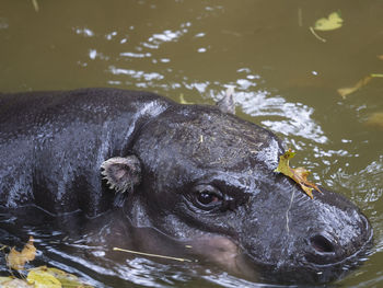 High angle view of turtle in lake