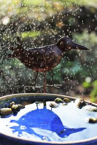 Close-up of birds in water