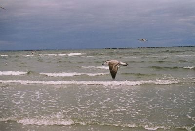 Bird flying over sea against sky