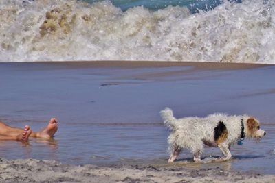 Dog standing on beach