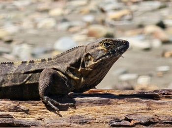 Close-up of iguana