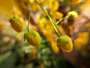 Close-up of yellow berries growing on tree
