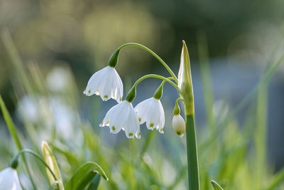 Close-up of white flowering plant on field