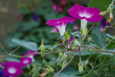 Close-up of pink flowering plant