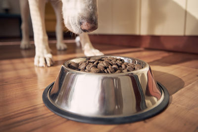 Feeding of hungry dog. labrador retriever eating from metal bowl in morning light at home kitchen.