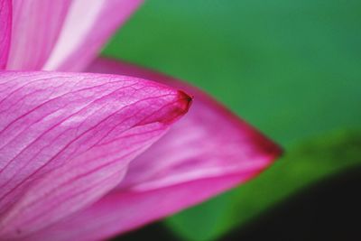 Close-up of pink flowers