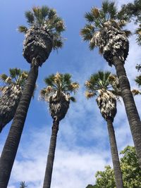 Low angle view of trees against sky