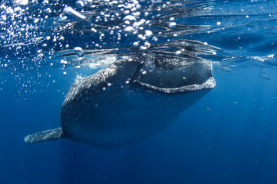 Fish swimming in sea