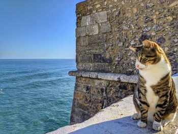 A cat gazing out at the ocean in sagres, portugal 