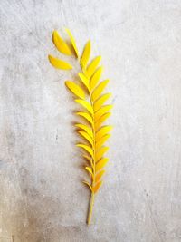 High angle view of yellow flowers on table