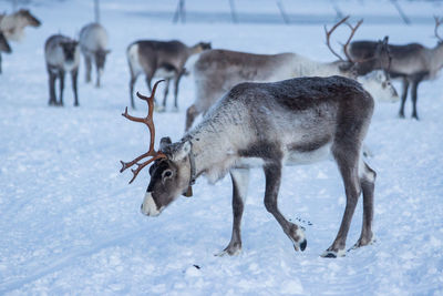 Reindeer on snow covered field