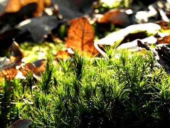 Close-up of mushrooms on field