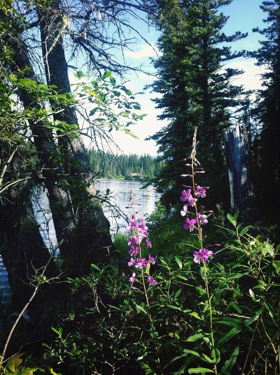 growth, tree, flower, beauty in nature, nature, plant, tranquility, water, tranquil scene, scenics, clear sky, branch, day, sunlight, blue, no people, outdoors, freshness, sky, growing