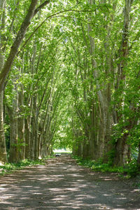 Walkway amidst trees