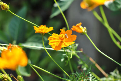 Close-up of yellow flowering plant