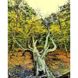 Trees in park