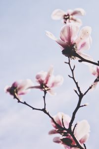 Close-up of pink flowers