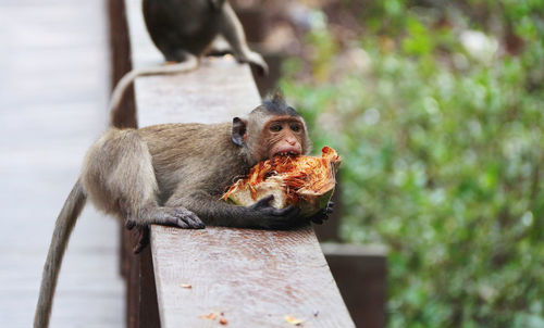 Lion eating outdoors