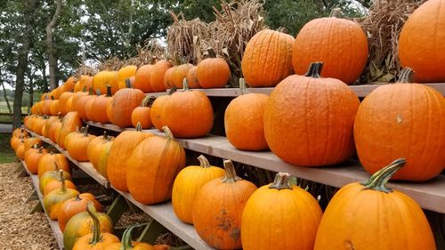 Pumpkins on field