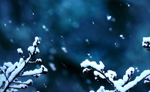 Close-up of snow on plant